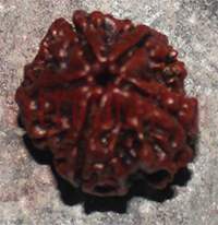 5 mukhi 168- 21.6mm
